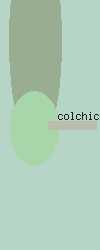 colchicine probenecid
